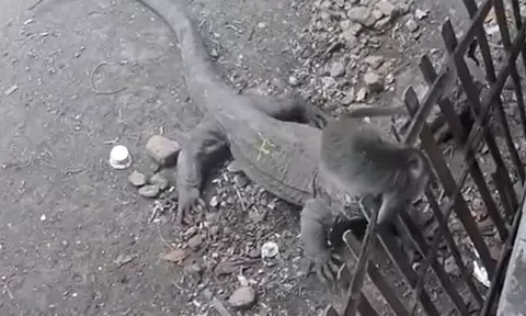 CLIP: Leo lên hàng rào, khỉ con vẫn khị rồng Komodo kéo xuống rồi thi nhau mukbang