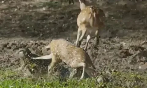 CLIP: Cá sấu ẩn nấp tài tình, hạ sát nai trong chớp mắt