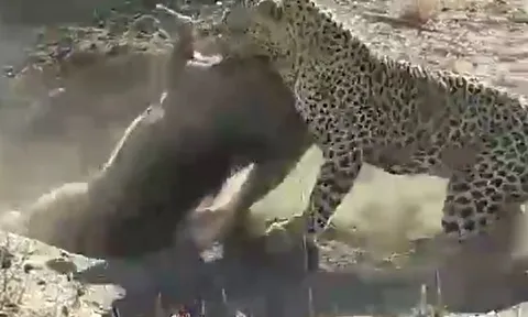 CLIP: Núp trong hang, lợn bướu vẫn bị báo hoa mai đào đất lôi ra rồi xử tử