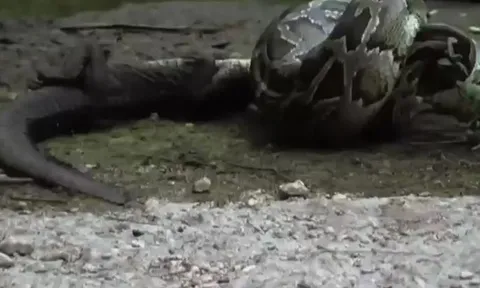 CLIP: Tham lam nuốt cá sấu, trăn Miến Điện lập tức nhận 'quả báo'