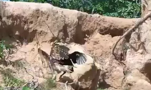 CLIP: Đi săn gà con, đại bàng bị phụ huynh con mồi đánh cho tả tơi