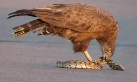 CLIP: Đụng độ 'cỗ quan tài sống', đại bàng dễ dàng khống chế và xé xác đối thủ