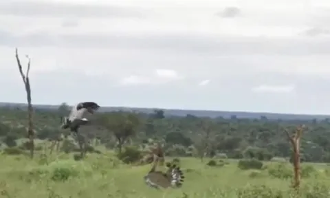 CLIP: Đụng độ, diều ăn rắn và chim ô tác lao vào đánh nhau túi bụi