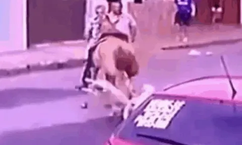 CLIP: Pitbull tấn công ngựa đua và cái kết không ngờ