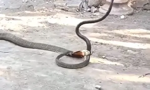 CLIP: Phi thân táp rắn hổ mang chúa, rắn ráo nhận cái kết khó tin