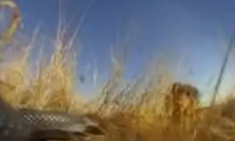 CLIP: Bị rắn hổ mang phun nọc độc, sư tử bỏ chạy thục mạng nhưng cái kết mới sốc