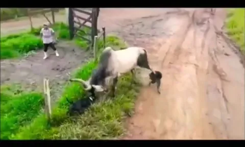 CLIP: Pitbull gây sự, bò phản đòn đầy uy lực và cái kết