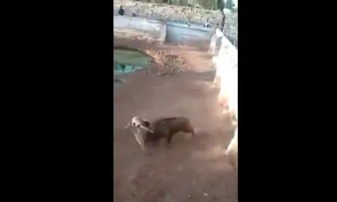 CLIP: Lợn rừng phản đòn ngoạn mục, Pitbull hung dữ phải bỏ cuộc