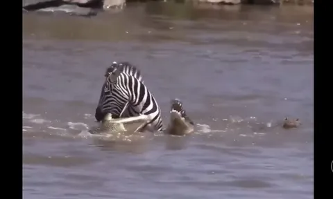 CLIP: Ngựa vằn phản công cá sấu, cái kết khiến người xem sửng sốt