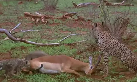 CLIP: Bị mẹ con báo săn tóm được, linh dương Impala 'đi nước cờ hiểm', thành công đánh lừa kẻ thù chạy thoát thân