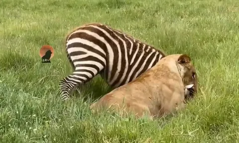 CLIP: Ngựa vằn dũng cảm tấn công sư tử để cứu đồng loại và cái kết bất ngờ