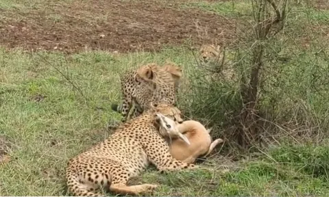 CLIP: Sát thủ thảo nguyên hạ gục linh dương trong chớp mắt