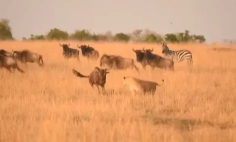 CLIP: Sư tử cái hạ gục linh dương đầu bò trong khoảnh khắc nghẹt thở