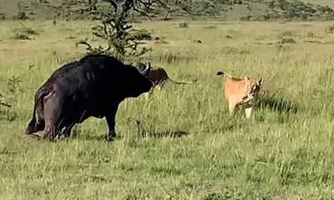 CLIP: Trâu rừng gãy chân bị bầy sư tử 'đánh hội đồng' không thương tiếc