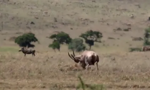 CLIP: Linh dương mẹ quyết chiến với linh cẩu để cứu con non, kết quả bất ngờ