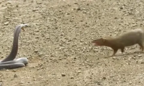 CLIP: Cuộc chiến sinh tử, cầy Mangut hạ gục rắn hổ mang Nam Phi trong nháy mắt