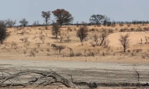 CLIP: Linh dương đầu bò đối đầu với 3 con báo để bảo vệ con non