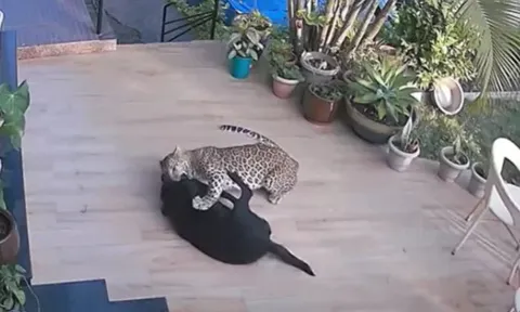 Khoảnh khắc kinh hoàng, báo hoang lao vào nhà dân bắt chó Labrador