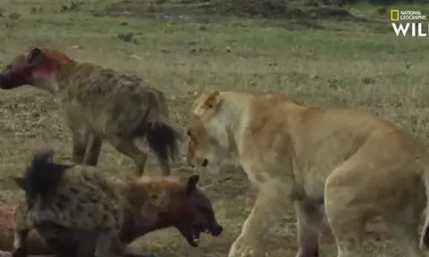 CLIP: Màn săn, cướp mồi đỉnh cao như phim hành động Mỹ của báo săn, linh cẩu và sư tử