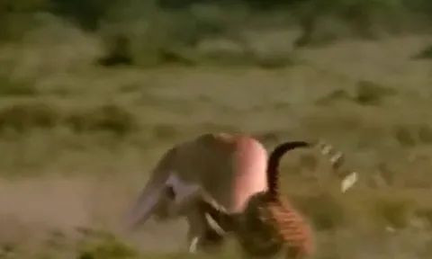 CLIP: Bị báo săn truy sát, linh dương nổi điên húc thủng bụng kẻ đi săn để chạy thoát thân