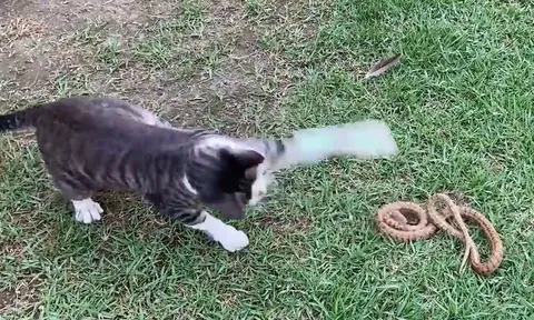 CLIP: Đụng độ mèo, rắn chuột Dion bị tát cho 'sấp mặt'