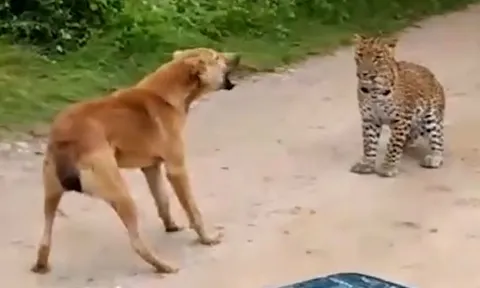 CLIP: Đi săn chó nhà, báo hoa mai phải vội vã bỏ chạy vì màn phản kích 'có 1 không 2' của con mồi