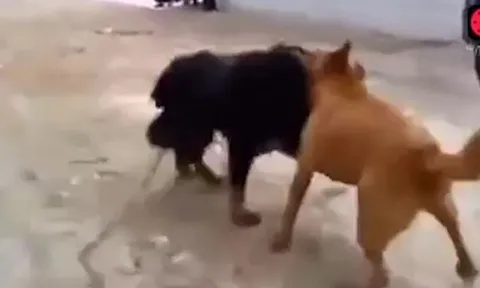 CLIP: Màn tử chiến đầy gay cấn của chó becgie và ngao Tây Tạng 