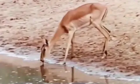 CLIP: Linh dương vô tình chọn ngay “tử địa” khi uống nước, cái kết khiến ai cũng bất ngờ