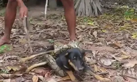 CLIP: Chó nhà bị trăn gấm 'khủng' siết chặt và màn giải cứu đầy gay cấn