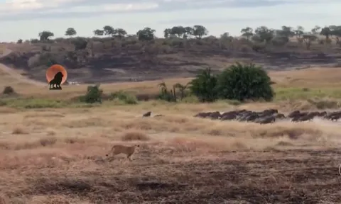 CLIP: Sư tử cái tung đòn chớp nhoáng, hạ gục linh dương đầu bò