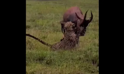 CLIP: Báo săn nhận thất bại ê chề trước màn phản công ngoạn mục của linh dương