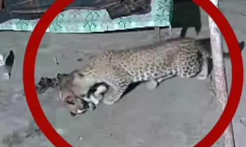 Báo lẻn vào tận giường bắt cún cưng mà chủ vẫn không hay biết vì... mải xem điện thoại