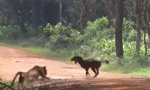 CLIP: Bị báo hoa mai tấn công bất ngờ, chó rừng vẫn thoát chết ngoạn mục