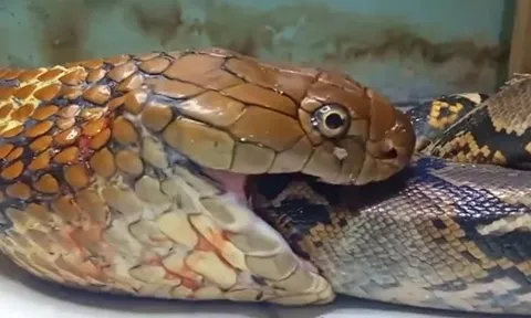 CLIP: Siết được rắn hổ mang chúa, trăn vua vẫn bị kẻ thù xơi tái