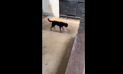 CLIP: Cuộc chiến đầy kịch tính giữa chú chó Rottweiler và rắn hổ mang, kết cục đầy bất ngờ