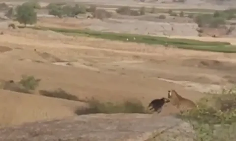 CLIP: Bị báo hoa mai tập kích bất ngờ, chó nhà quyết liệt chống trả rồi nhận cái kết mãn nhãn