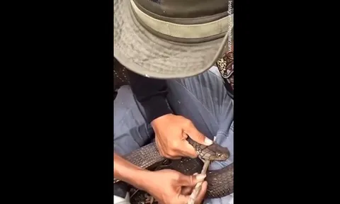 CLIP: Đi rừng, người đàn ông bị rắn hổ mang cắn vào chỗ hiểm, đau đớn kêu la