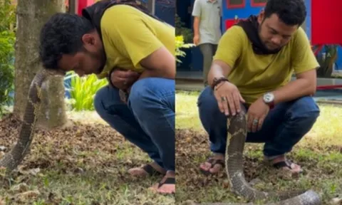 Người đàn ông vuốt ve rắn hổ mang khổng lồ, cư dân mạng sửng sốt trước sự tự tin tuyệt đối: 'Đây là mức độ không sợ hãi vượt xa mọi giới hạn'