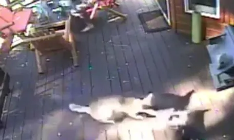 CLIP: Đang nằm nghỉ ngơi cạnh chủ nhà, chó nhà bất ngờ bị sói đồng cỏ tấn công