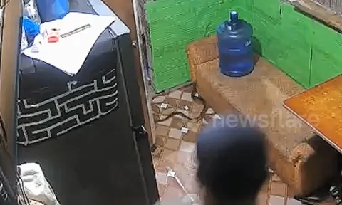 CLIP: Mở cửa vào nhà, người đàn ông suýt bị rắn hổ mang tấn công