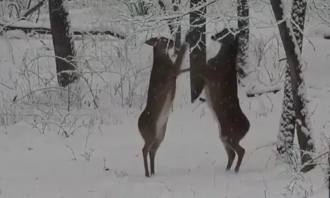 CLIP: Màn đối đầu nghẹt thở giữa hai con hươu giữa khung cảnh tuyết trắng xóa