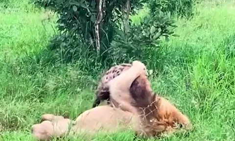 CLIP: Bị sư tử ngoạm chặt cổ, linh cẩu vẫn thoát chết ngoạn mục