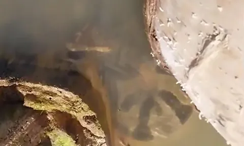 CLIP: Lấy điện thoại quay trăn Anaconda, người đàn ông bị 'quái vật đầm lầy' vồ và kết cục