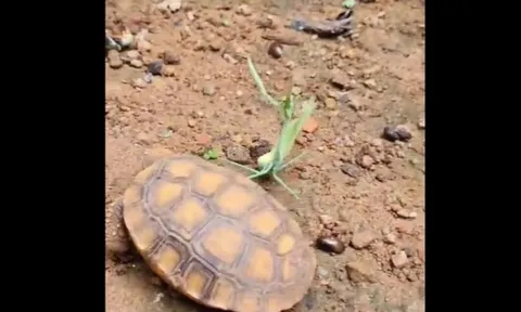 CLIP: Cuộc chạm trán không cân sức giữa bọ ngựa và rùa, khi lòng dũng cảm vượt qua sức mạnh