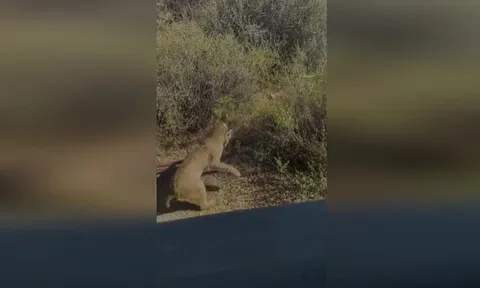 CLIP: Màn đối đầu nghẹt thở giữa linh miêu hoang dã và rắn đuôi chuông trên sa mạc