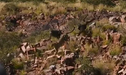 CLIP: 'Đi lạc' vào địa bàn của khỉ đầu chó, 2 con báo săn bị rượt cho 'chạy té khói'