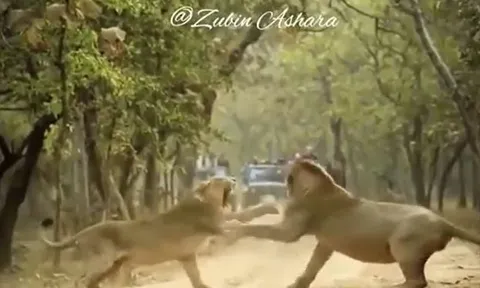 CLIP: Sư tử cái nổi cơn thịnh nộ, liên tục gầm gừ rồi tát sư tử đực nhưng phản ứng của con đực mới gây chú ý