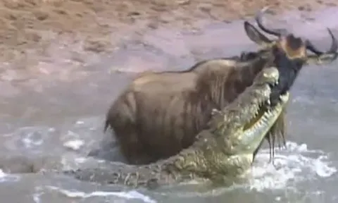 CLIP: Bị cá sấu cắn trúng mõm, linh dương đầu bò vẫn có màn 'lật kèo' ngoạn mục