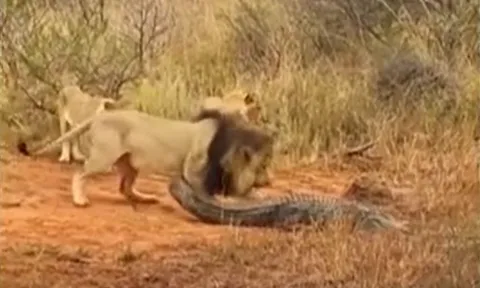 CLIP: Bị đàn sư tử bao vây, cá sấu vẫn bình tĩnh xử lý khiến chúa tể đồng cỏ bẽ mặt