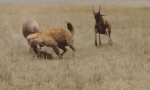 CLIP: Đi săn linh dương non, linh cẩu bị phụ huynh con mồi húc cho trọng thương